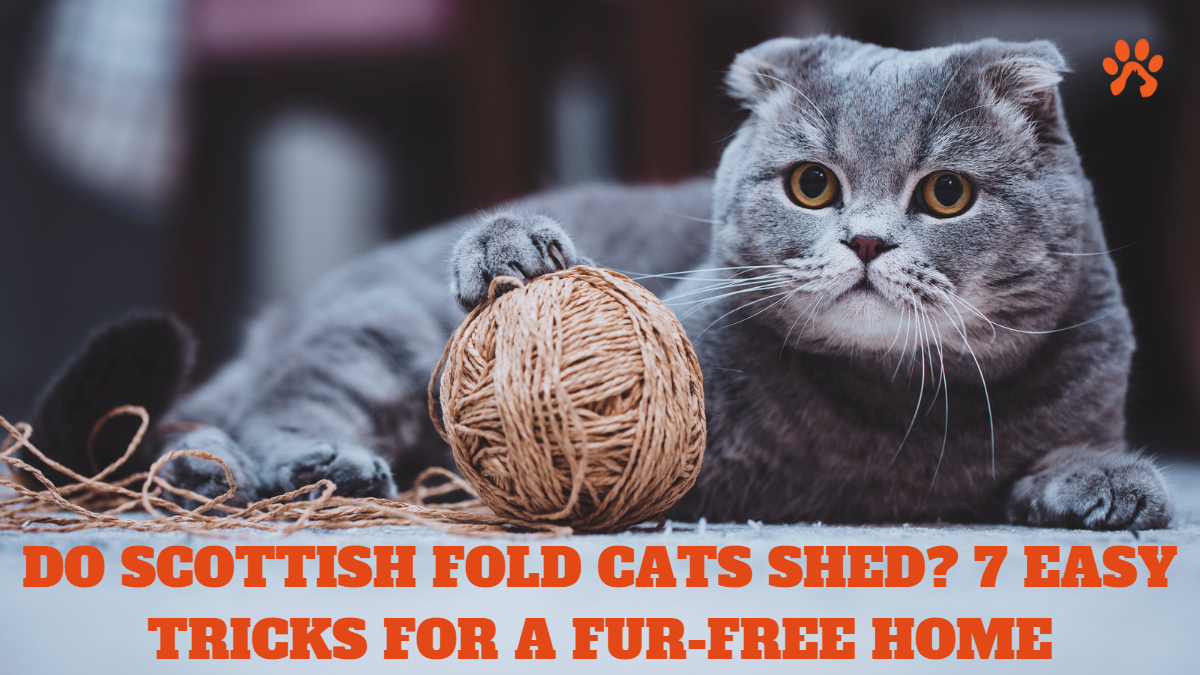 Do Scottish Fold Cats Shed 7 Easy Tricks For A Fur Free Home Pet Cat