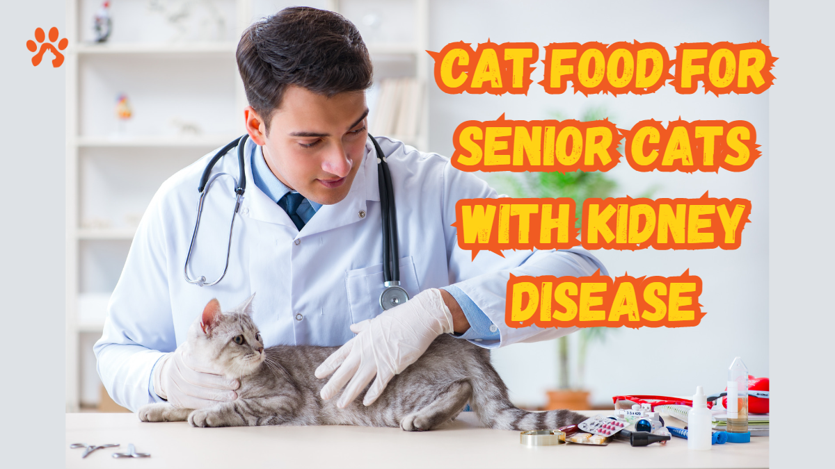 The Best Cat Food For Senior Cats With Kidney Disease 6 Symptoms Of 