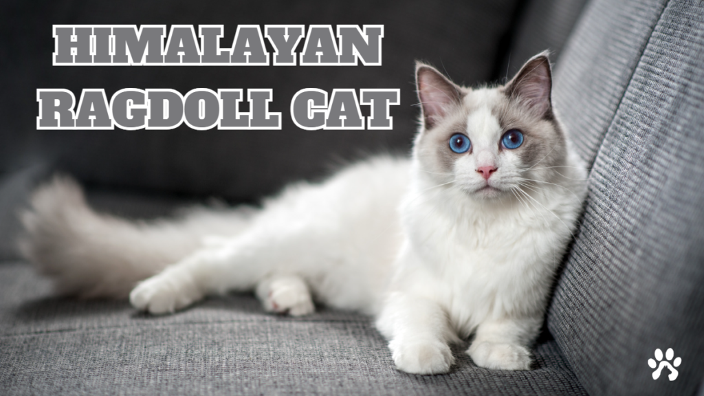 Himalayan Ragdoll Cat