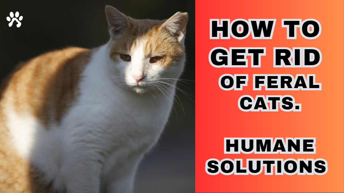 How to Get Rid of Feral Cats with Tylenol: 5 best Humane Solutions