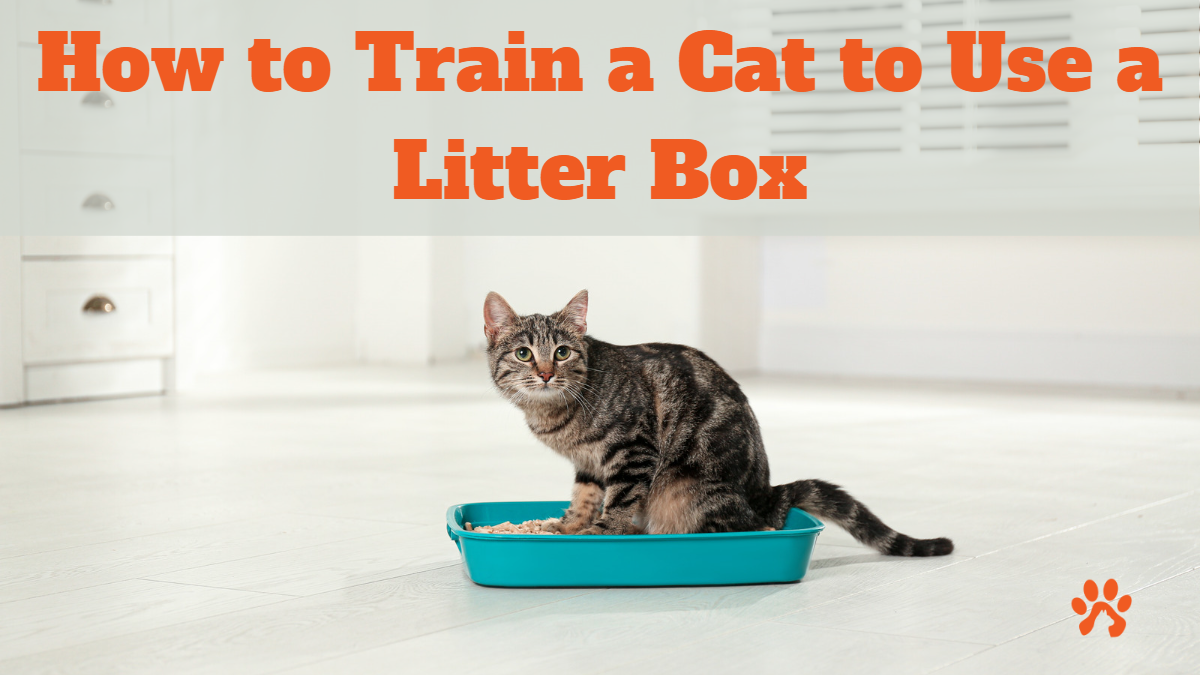 train-a-cat-to-use-a-litter-box-best-advice-for-cat-owners-pet-cat