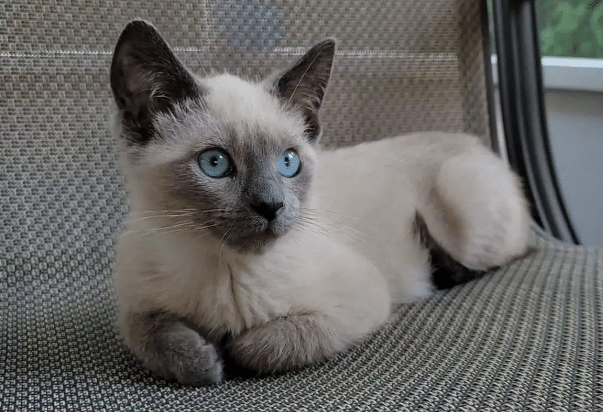 Siamese cat breed