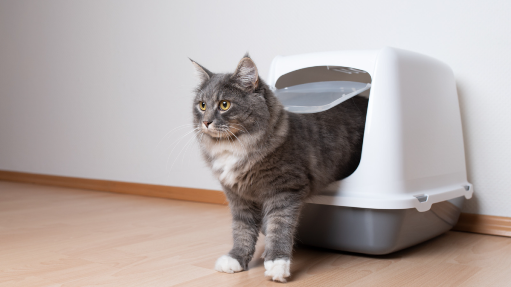 Train a Cat to Use a Litter Box