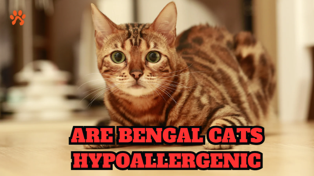 are bengal cats hypoallergenic