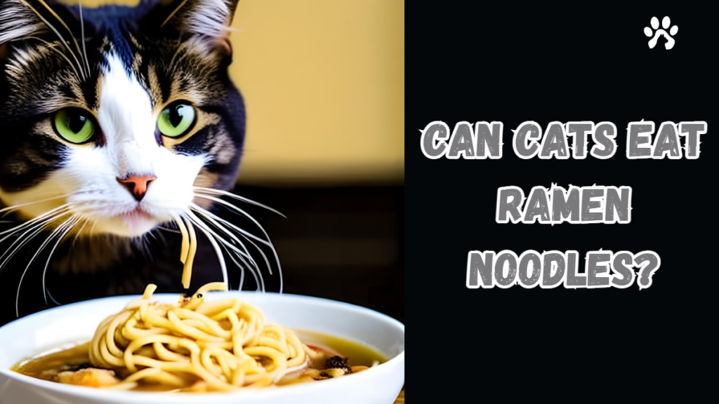 can cats eat ramen noodles