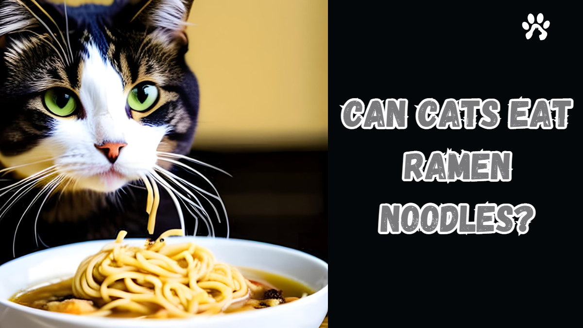 can cats eat ramen noodles, Is It Healthy for Them? lets find out. cat facts 101 Pet cat Owners