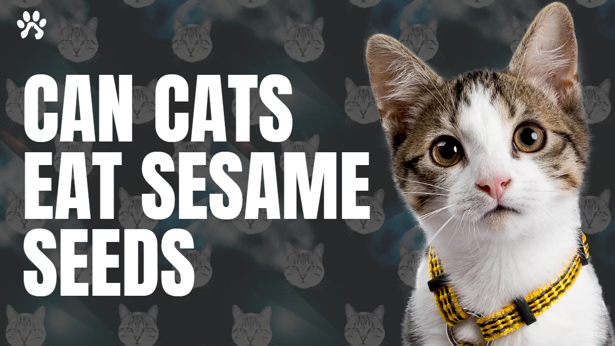 can cats eat sesame seeds? 5 potential risks and benefits. Every Owner Should Know Pet cat Owners