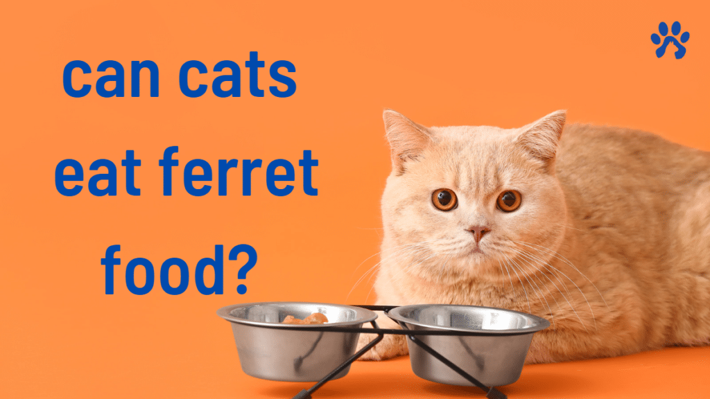 can cats eat ferret food