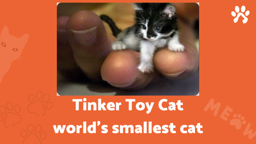 tinker toy cat