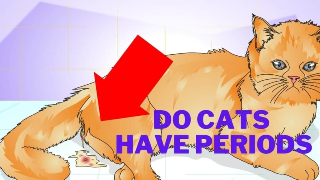 when do cats get their period