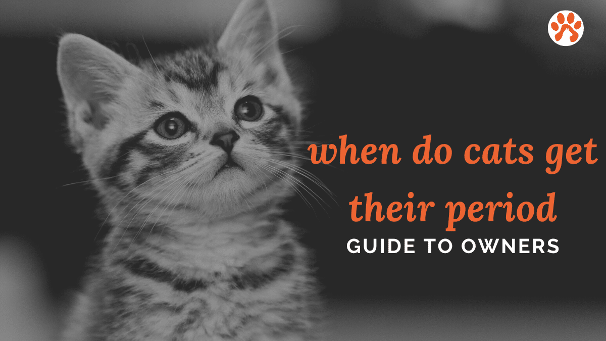 when do cats get their period Exclusive Guide No 1. Pet cat Owners