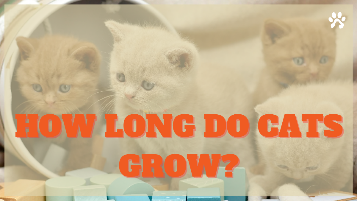 How Long Do Cats Grow? Find out the 3 major factors affecting their