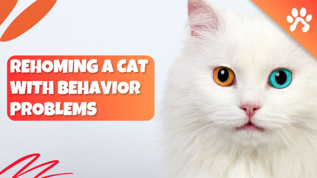 Rehoming a cat with behavior problems