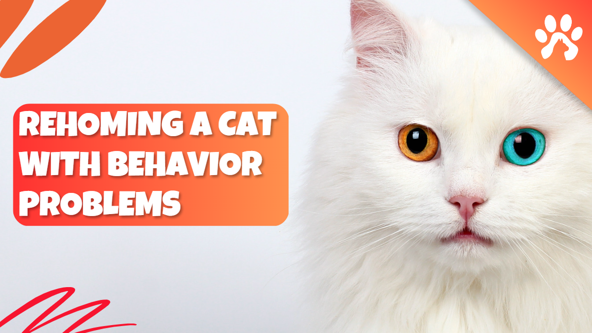 Rehoming a cat with behavior problems 7 best ways Pet cat Owners