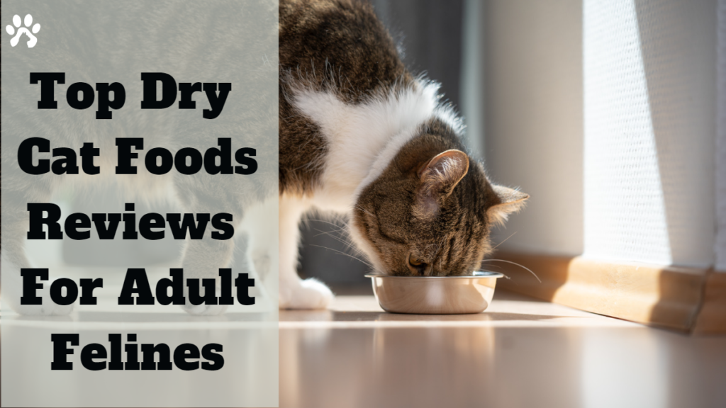 Top Dry Cat Foods Reviews For Adult Felines
