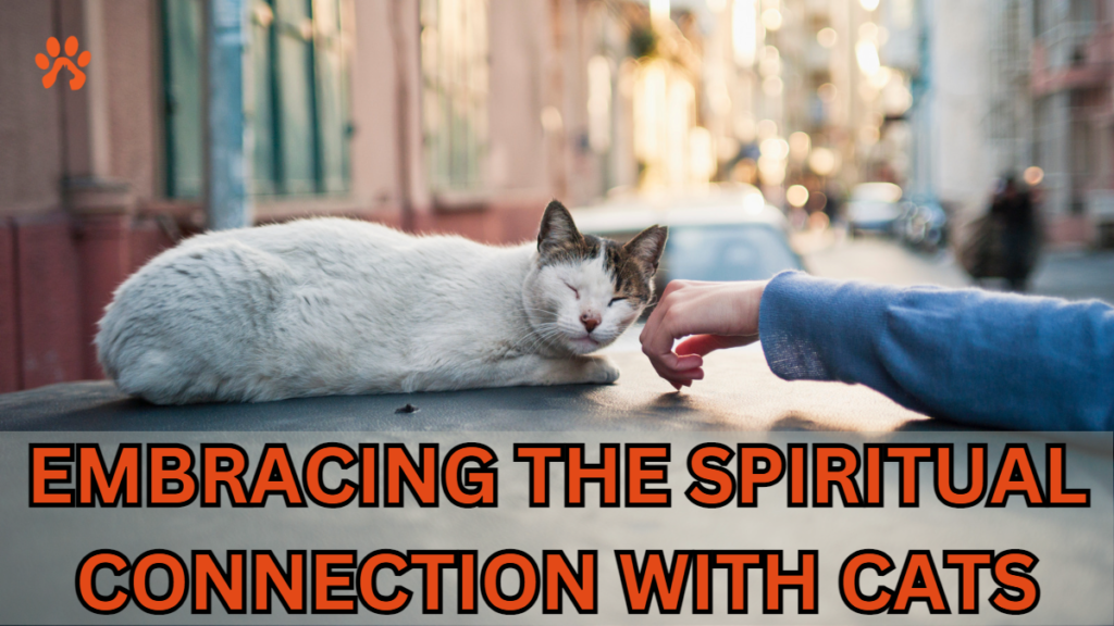 When a Stray Cat Chooses You Spiritual meaning