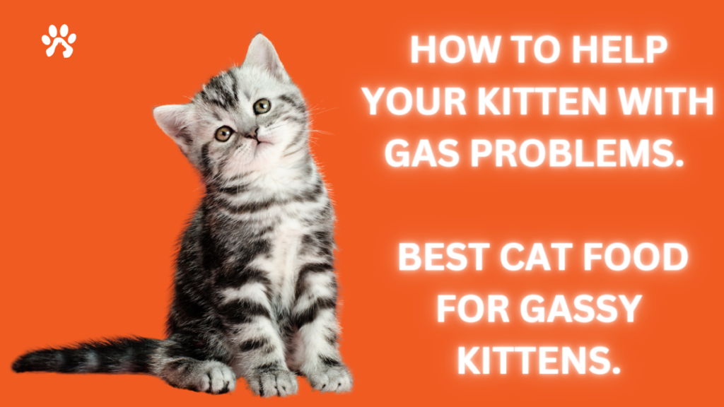 best cat food for gassy kittens
