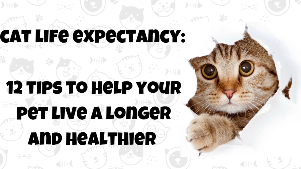 cats life expectancy