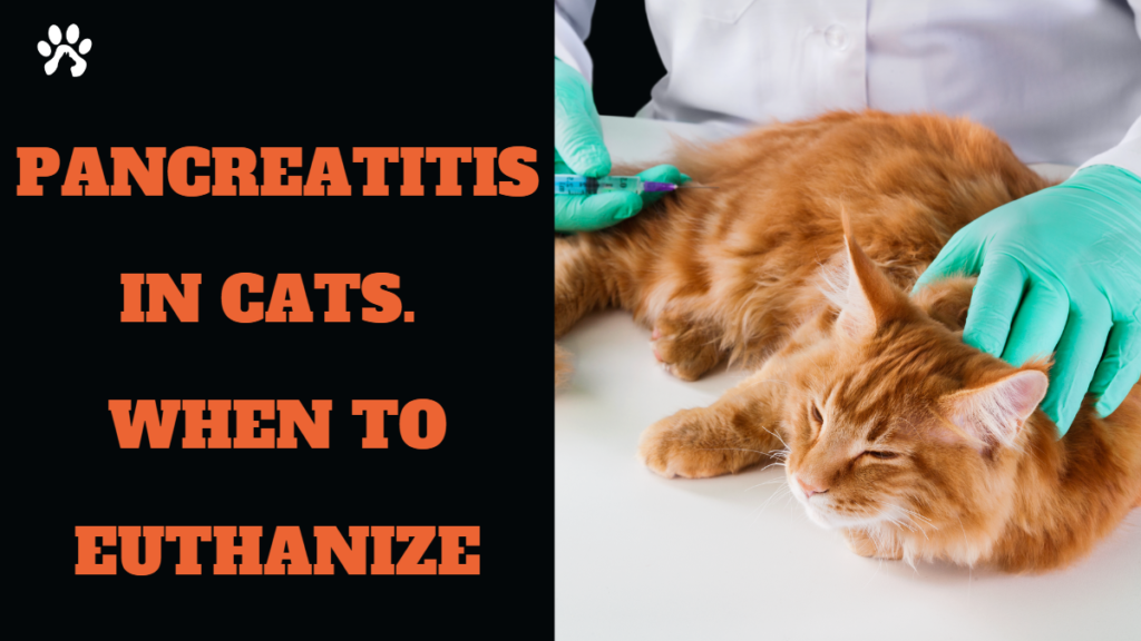 pancreatitis in cats when to euthanize