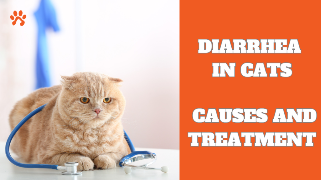 Diarrhea in cats: causes and treatment