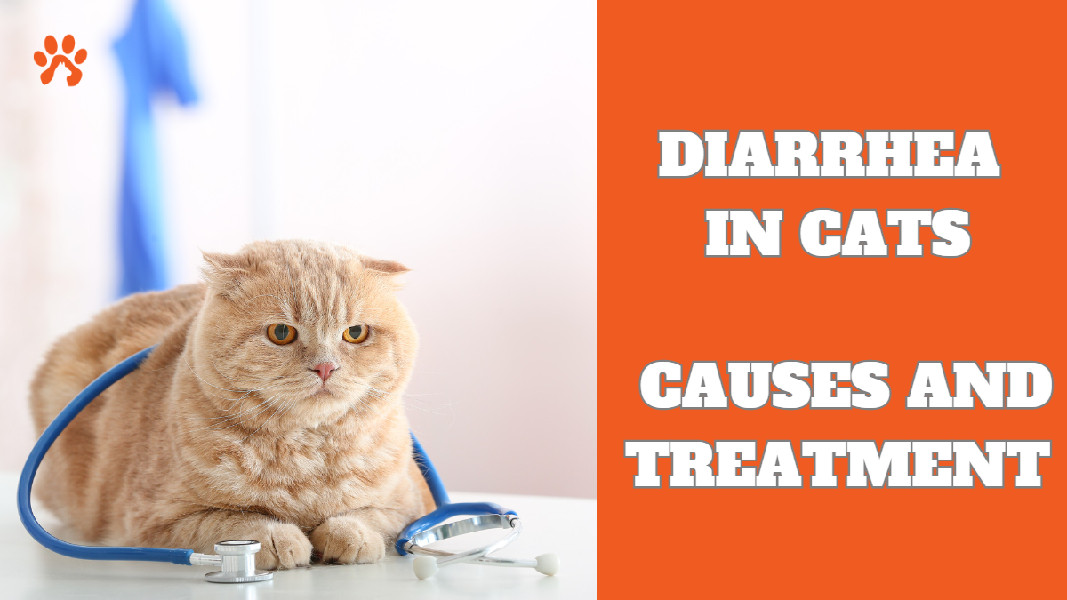 Diarrhea in cats causes and 5 important point treatment guide Pet