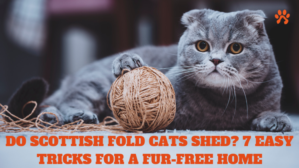 Do Scottish Fold Cats Shed