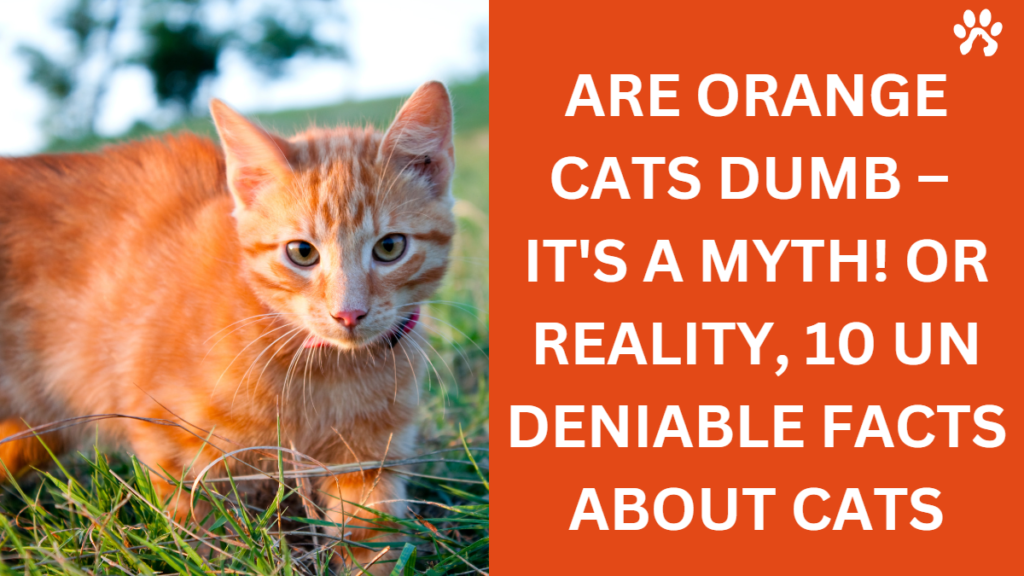 are orange cats dumb