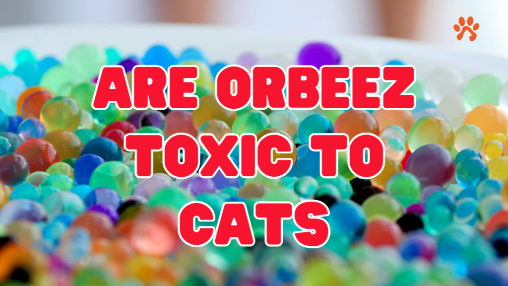 are orbeez toxic to cats