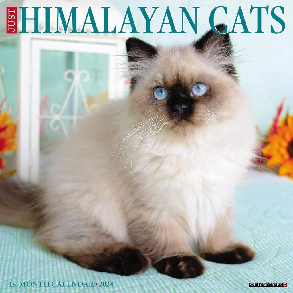 Himalayan Cats Petaluma Purebred